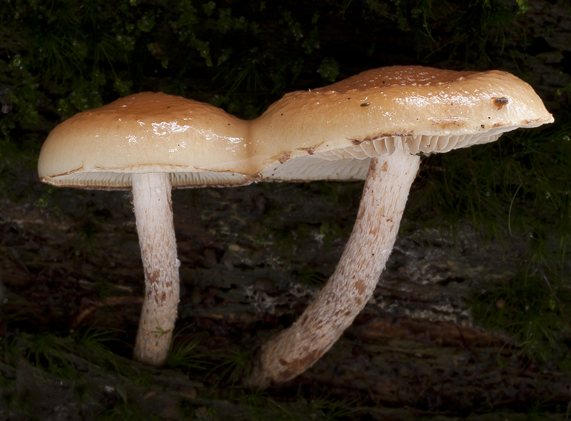 Pholiota subochracea